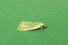 Earias clorana - Cream-bordered Green Pea - Kirk Smeaton