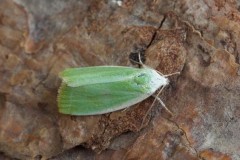 Earias clorana - Cream-bordered Green Pea, Austerfield.