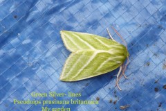 Pseudoips prasinana britannica - Green Silver-lines, Doncaster