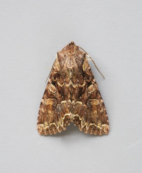 Lacanobia thalassina - Pale-shouldered Brocade, Austerfield.