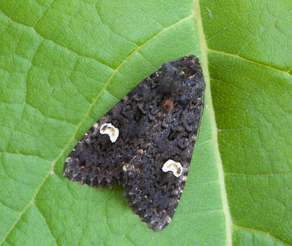 Melanchra persicariae - Dot Moth, Austerfield.