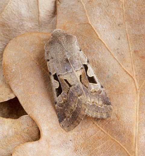 Orthosia gothica - Hebrew Character, Austerfield.