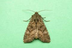 Mamestra brassicae - Cabbage Moth - Kirk Smeaton