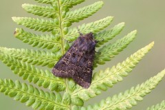 Tholera cespitis - Hedge Rustic, Austerfield.