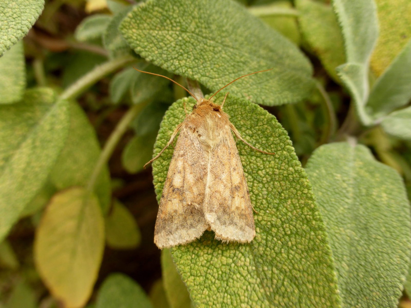Helicoverpa armigera - Scarce Bordered Straw - Kirk Smeaton
