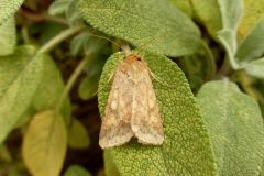 Helicoverpa armigera - Scarce Bordered Straw - Kirk Smeaton