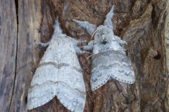 Calliteara pudibunda - Pale Tussock, (male and female), Woodside Nurseries, Austerfield.