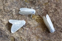 Leucoma salicis - White Satin Moth, Woodside Nurseries, Austerfield.