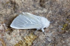 Leucoma salicis - White Satin Moth, Woodside Nurseries, Austerfield.