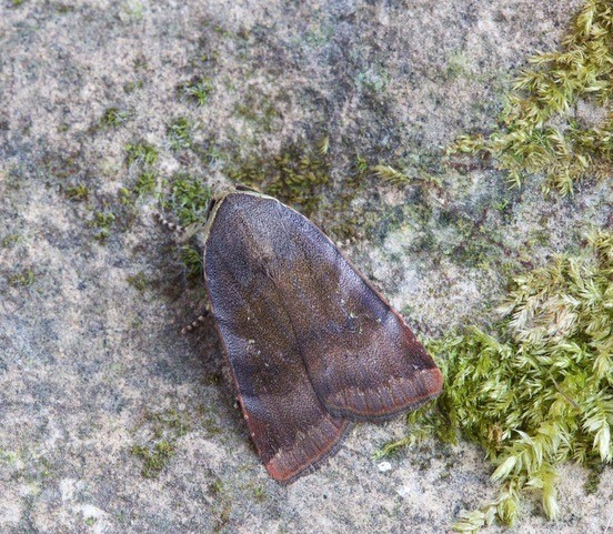 Noctua janthe - Lesser Broad-bordered Yellow Underwing, Austerfield.