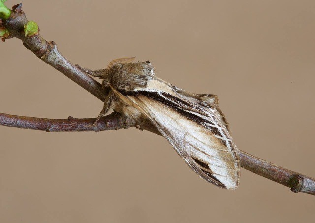 Pheosia tremula - Swallow Prominent, Woodside Nurseries, Austerfield.