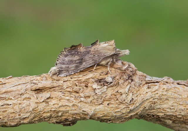 Pterostoma palpina - Pale Prominent, Woodside Nurseries, Austerfield.
