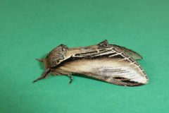 Pheosia tremula - Swallow Prominent - Kirk Smeaton