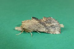 Pterostoma palpina - Pale Prominent - Kirk Smeaton