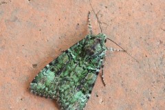Anaplectoides pralina - Green Arches, Austerfield.
