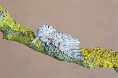Cerura vinula - Puss Moth, Woodside Nurseries, Austerfield.