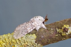 Cerura vinula - Puss Moth, Woodside Nurseries, Austerfield.