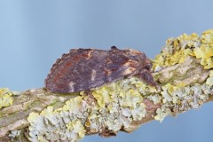 Notodonta dromedarius - Iron Prominent, Woodside Nurseries, Austerfield.