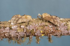 Pterostoma palpina - Pale Prominent, Woodside Nurseries, Austerfield.