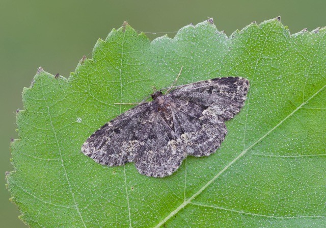 Parascotia fuliginaria - Waved Black, Austerfield.