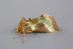 Diachrysia chrysitis - Burnished Brass, Austerfield.