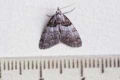 Nola cucullatella - Short-cloaked Moth, Woodside Nurseries, Austerfield.
