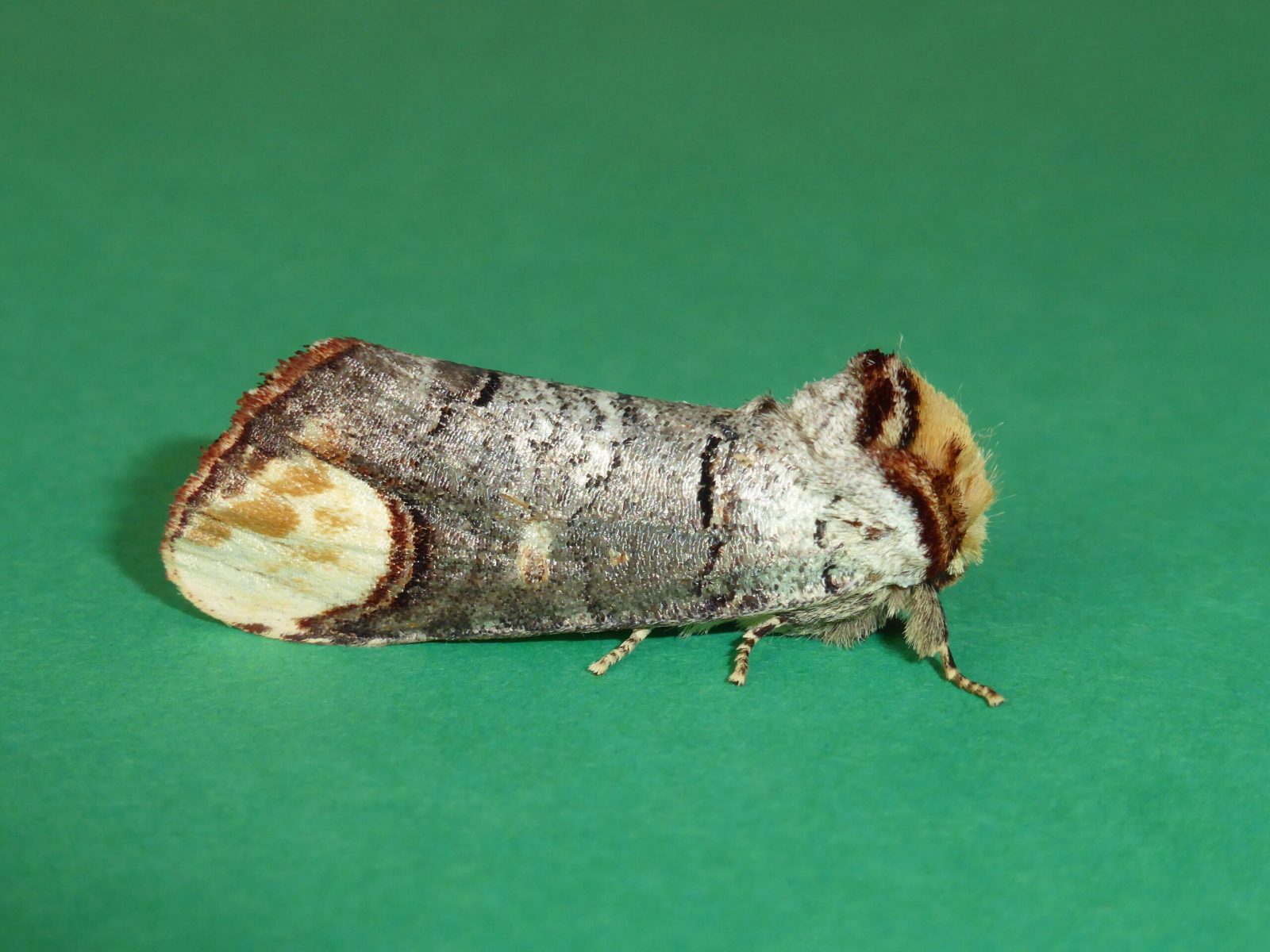 Phalera bucephala - Buff-tip - Kirk Smeaton