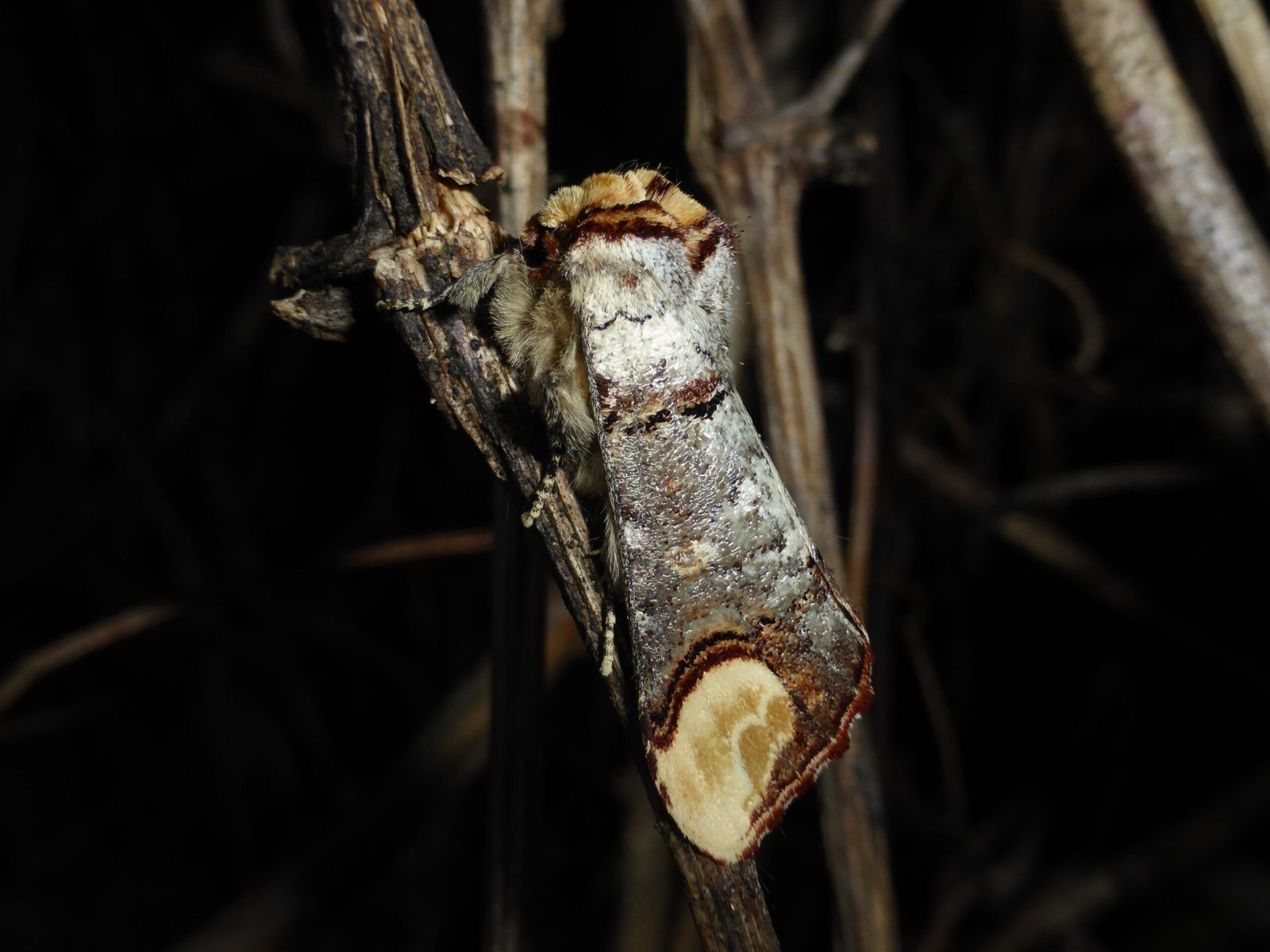 Phalera bucephala - Buff-tip - Kirk Smeaton