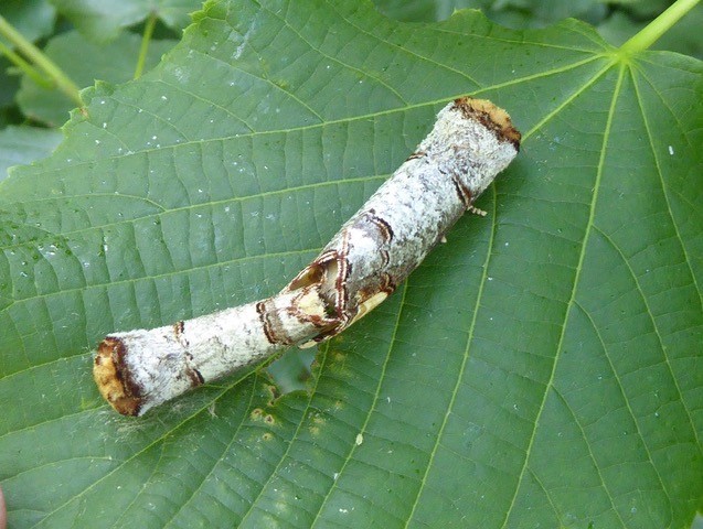 Phalera bucephala -  Buff-tip (mating), Intake, Doncaster.