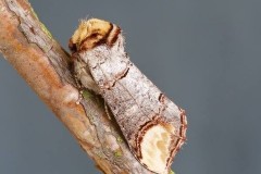 Phalera bucephala - Buff-tip, Woodside Nurseries, Austerfield.