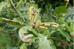 Phalera bucephala - Buff-tipped moth (caterpillars), Cusworth Hall and Park