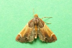 Pyralis farinalis - Meal Moth - Kirk Smeaton