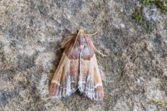 Pyralis farina’s - Meal Moth, Woodside Nurseries, Austerfield.