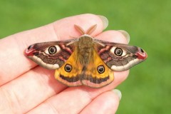Saturnia pavonia - Emperor Moth, Woodside Nurseries, Austerfield.