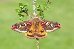 Saturnia pavonia - Emperor Moth (male), Woodside Nurseries, Austerfield.