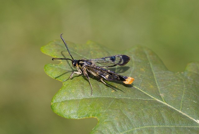 Synanthedon scoliaeformis - Welsh Clearwing, Sherwood Forest CP.