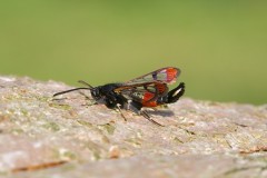 Synanthedon formicaeformis - Red-tipped Clearwing, Woodside Nurseries, Austerfield.