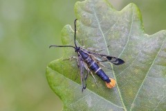 Synanthedon scoliaeformis - Welsh Clearwing, Sherwood Forest CP.