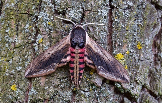Sphinx ligustri - Privet Hawk-moth, Woodside Nurseries, Austerfield.