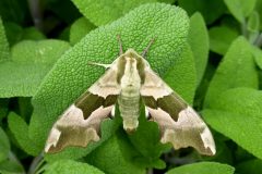 Mimas tiliae - Lime Hawk-moth - Kirk Smeaton