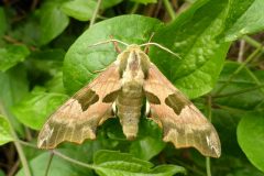Mimas tiliae - Lime Hawk-moth - Kirk Smeaton