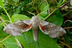 Laothoe populi - Poplar Hawk-moth (male) - Kirk Smeaton