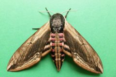 Sphinx liguistri - Privet Hawk-moth - Kirk Smeaton