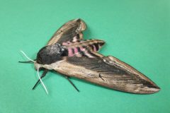 Sphinx liguistri - Privet Hawk-moth - Kirk Smeaton