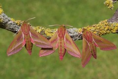 Deilephila elpenor - Elephant Hawk-moth, Woodside Nurseries, Austerfield.