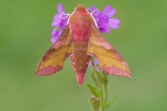 Deilephila porcellus - Small Elephant Hawk-moth, Woodside Nurseries, Austerfield.