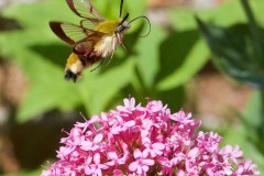Hemaris fuciformis - Broad-bordered Bee Hawk-moth, Chambers Farm Wood, Lincs.