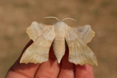 Laothoe populi - Poplar Hawk-moth (buff form) (female), Woodside Nurseries, Austerfield.
