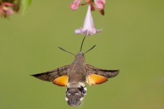 Macroglossum stellatarum - Hummingbird Hawk-moth, Woodside Nurseries, Austerfield.