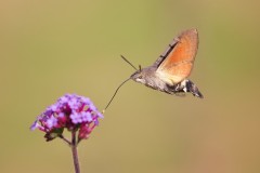 Macroglossum stellatarum - Hummingbird Hawk-moth, Woodside Nurseries, Austerfield.